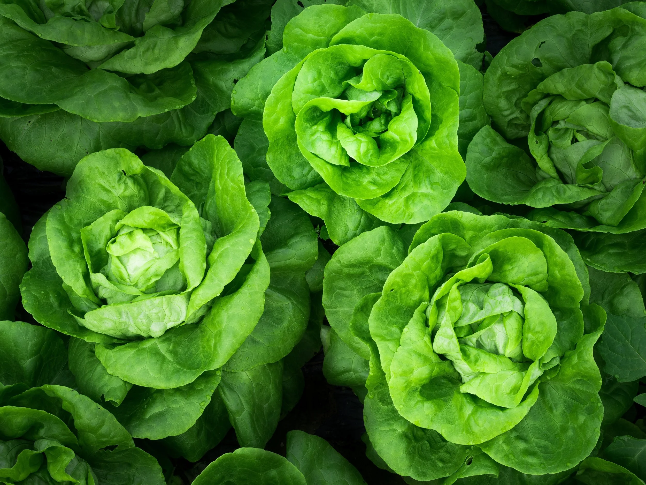 Salad class with Tusk