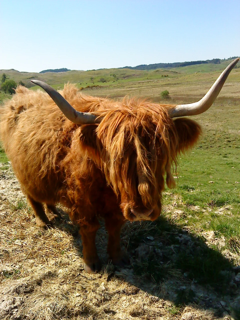 Highland cow - Tour & Walk in small groups - Roaming Scotland..jpg