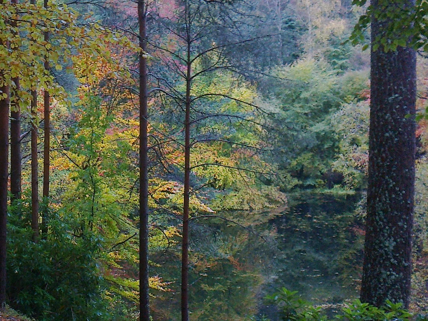 Forest scene, Borders - Tour & Walk in small groups - Roaming Scotland.jpg