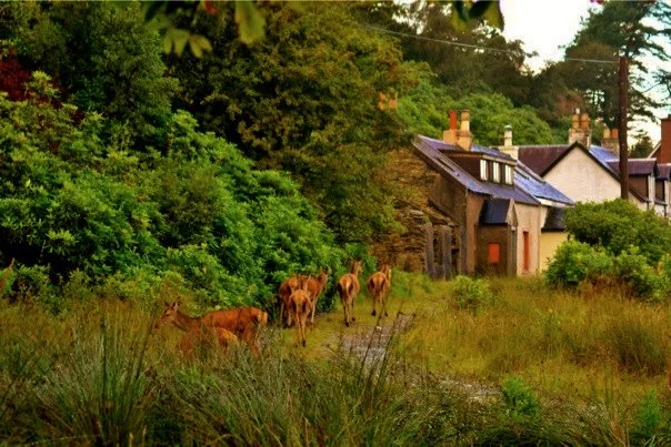 Deer at Lochranza