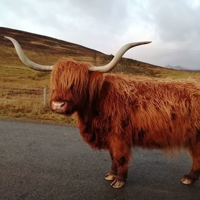 For once, no traffic on Skye except for a herd of these free ranging the road. Skye was beautiful without the crowds and inspired me with a new range of walks off the beaten track, every bit as good, if not better, than the tourist magnets. Encourage