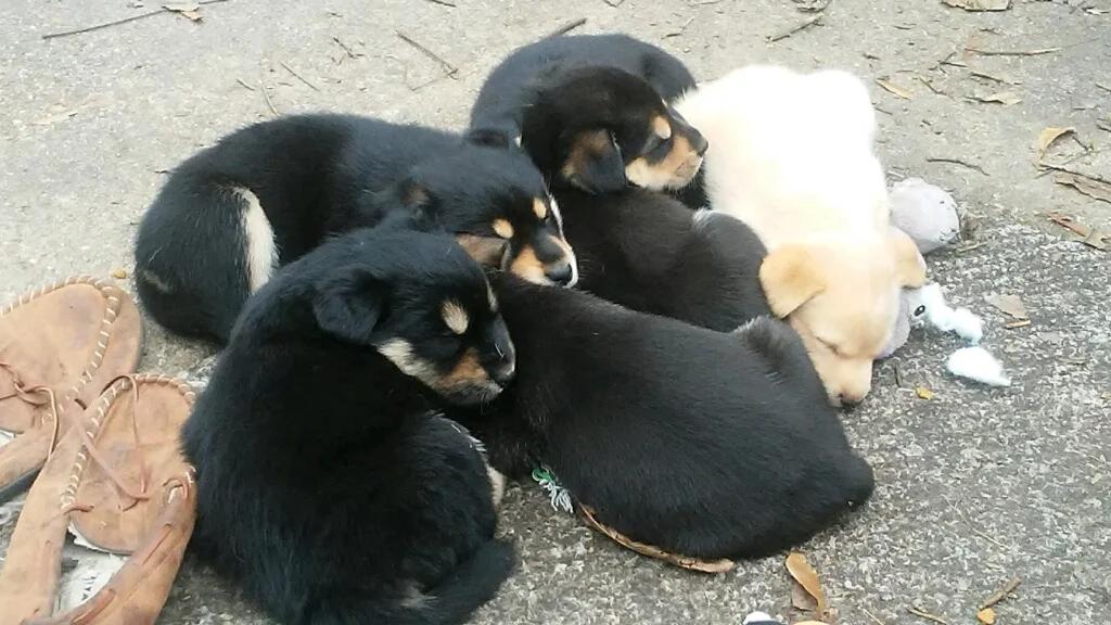 Puppy fosters are needed!