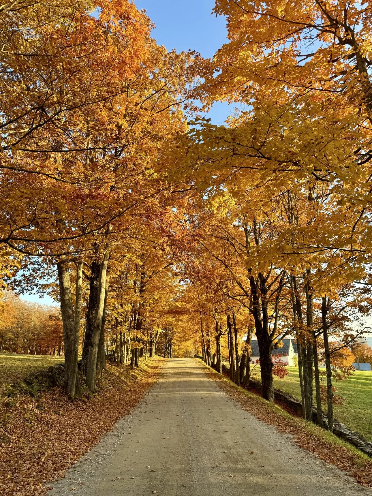 Autumn maple-lined driveway in Vermont
