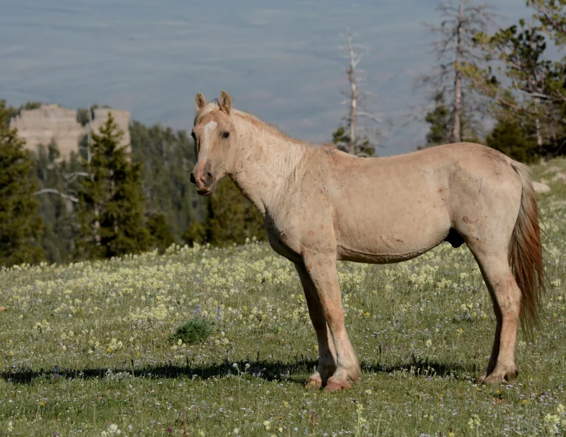 From Spring to Summer... From Band Stallion to Bachelor
