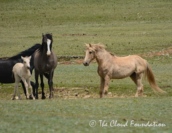 Cloud’s 20th Birthday: Look Who Came to the Party!