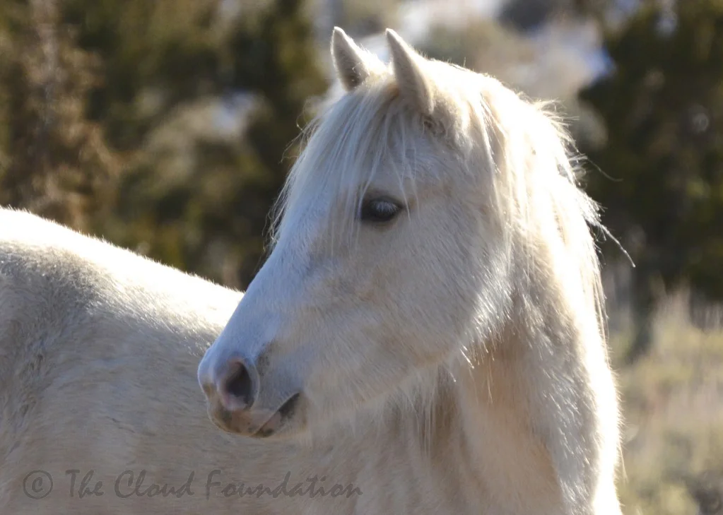 Angel of the Arrowheads