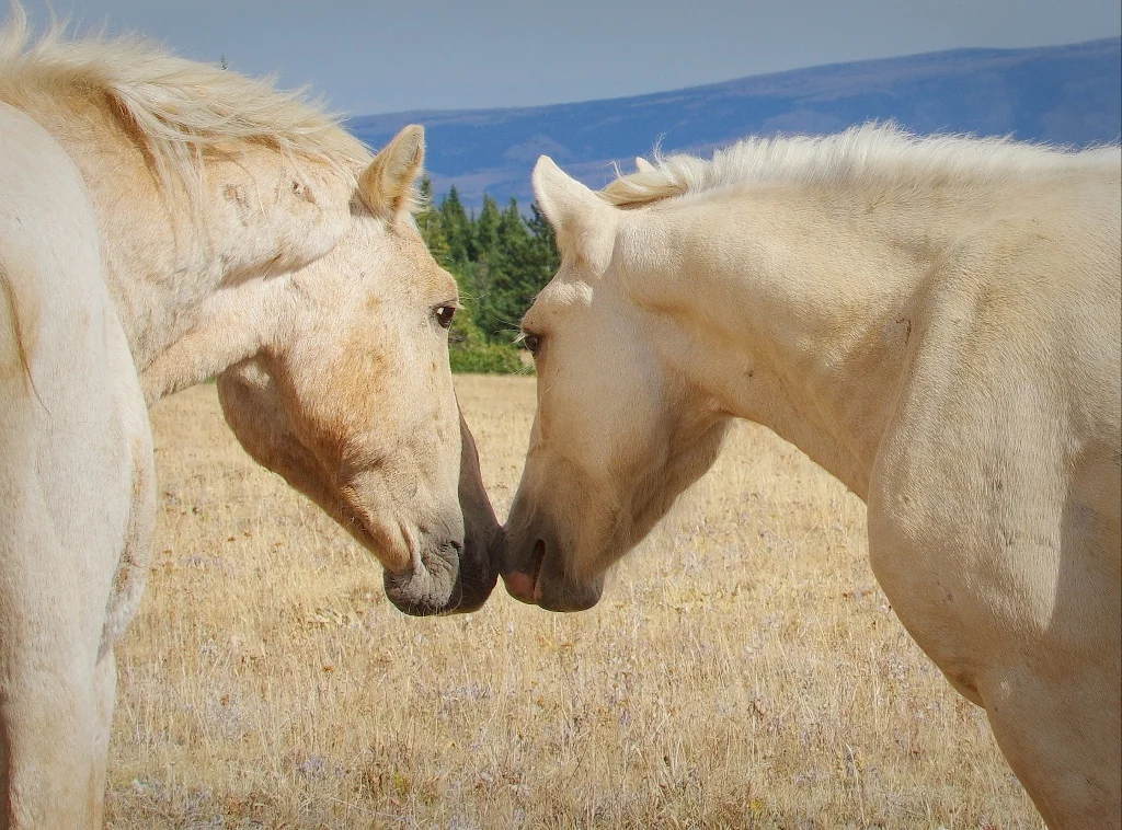 Mystery on the Mountain: The Search for Cloud