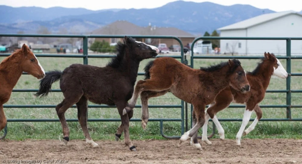 The Story of the Dry Creek Quartet: Close Calls and Happy Endings