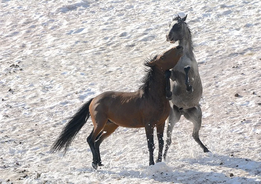 Summer Arrives (Finally!) and Cloud's Silver Bear Roars