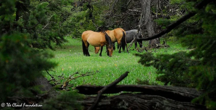 Walking in the Clouds