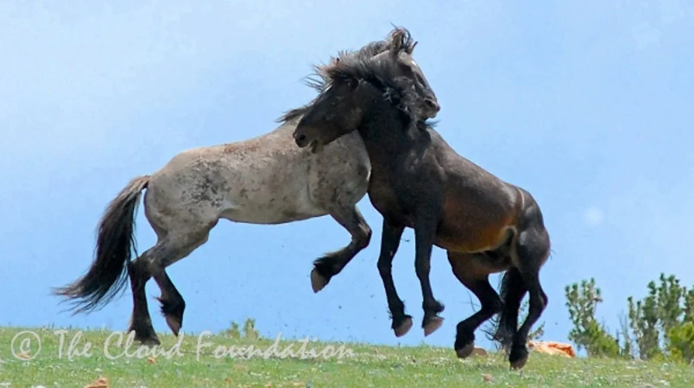 The Courage of Cloud and Encore