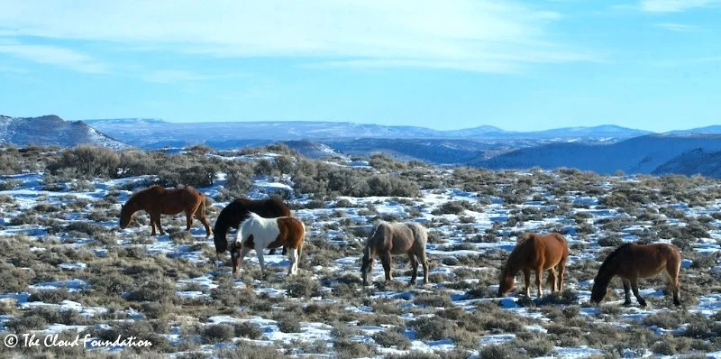 On the Road for Wild Horses in Wyoming and Utah