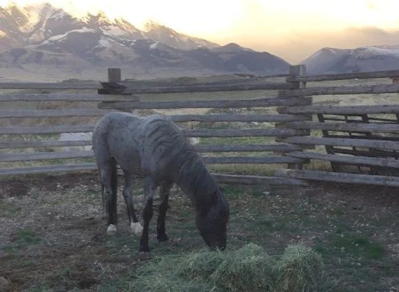 Close Calls and Happy Endings: Storm, Socks, and Diego