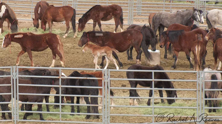 BLM REJECTS OFFER OF WIND PROTECTION FOR CORRALLED WYOMING MUSTANGS