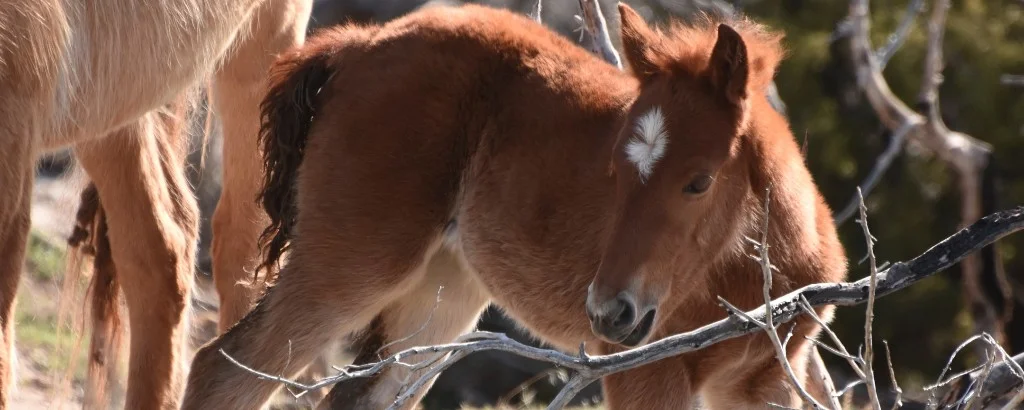First Born!  A Pryor Adventure:  Late Winter & Spring 2017