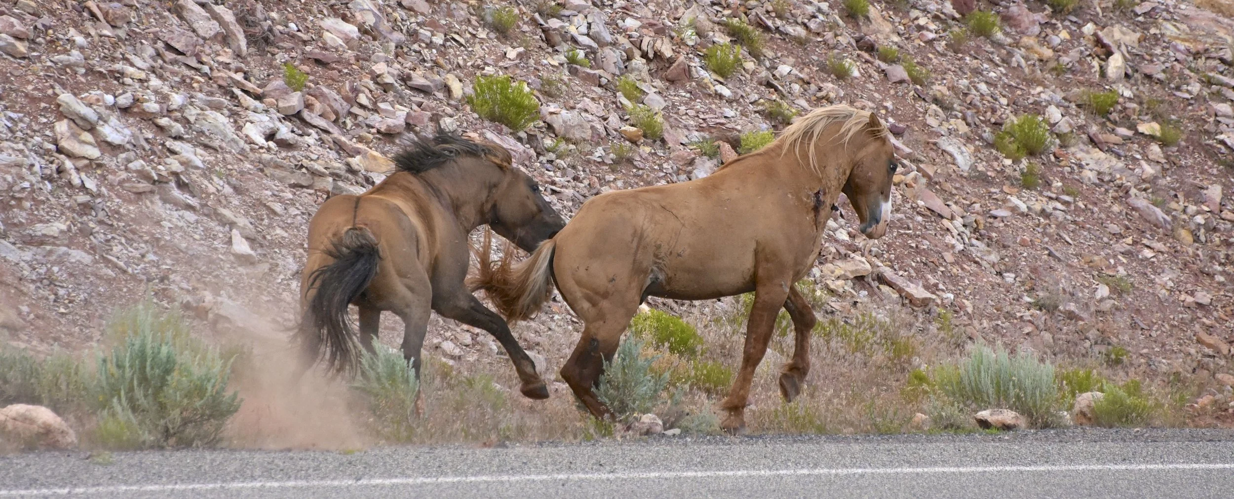Stallions Battle in the Pryor Wild Horse Herd