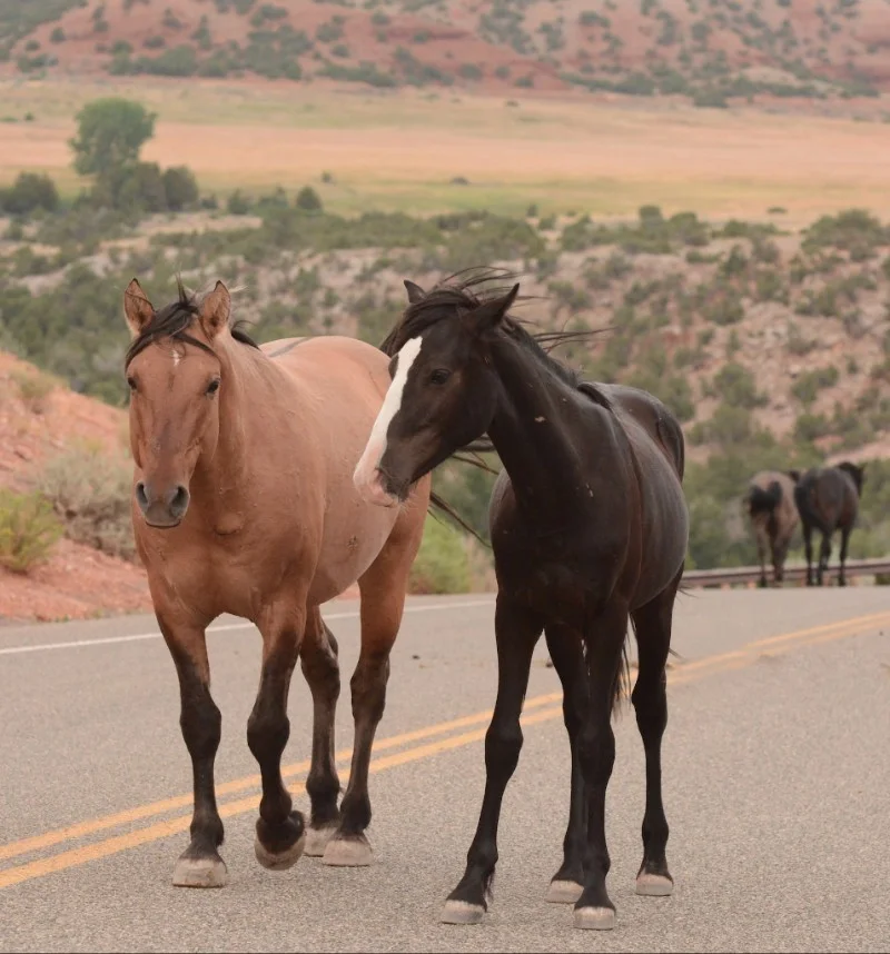The Journey of Ohanzee and Odakota