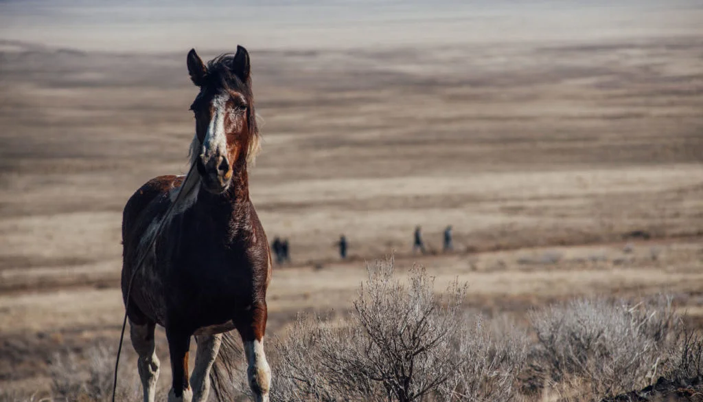 BLM VIOLATES OWN WILD HORSE WELFARE STANDARDS