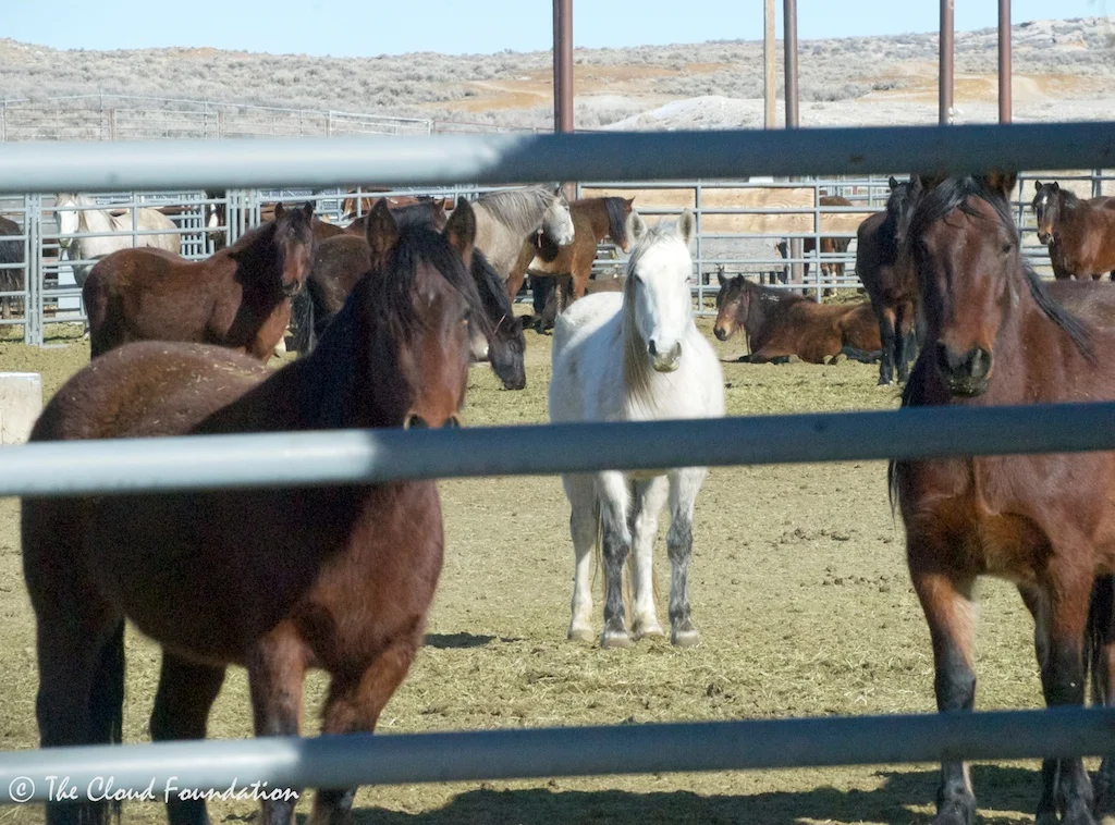 North Lander mustangs behind bars.