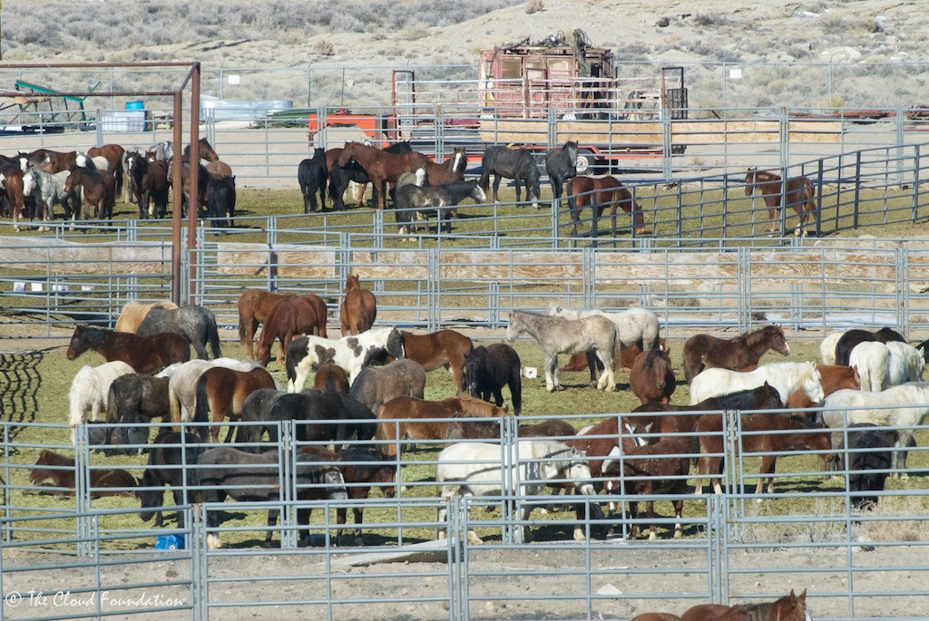 Salt Wells mares and foals in crowded corrals.