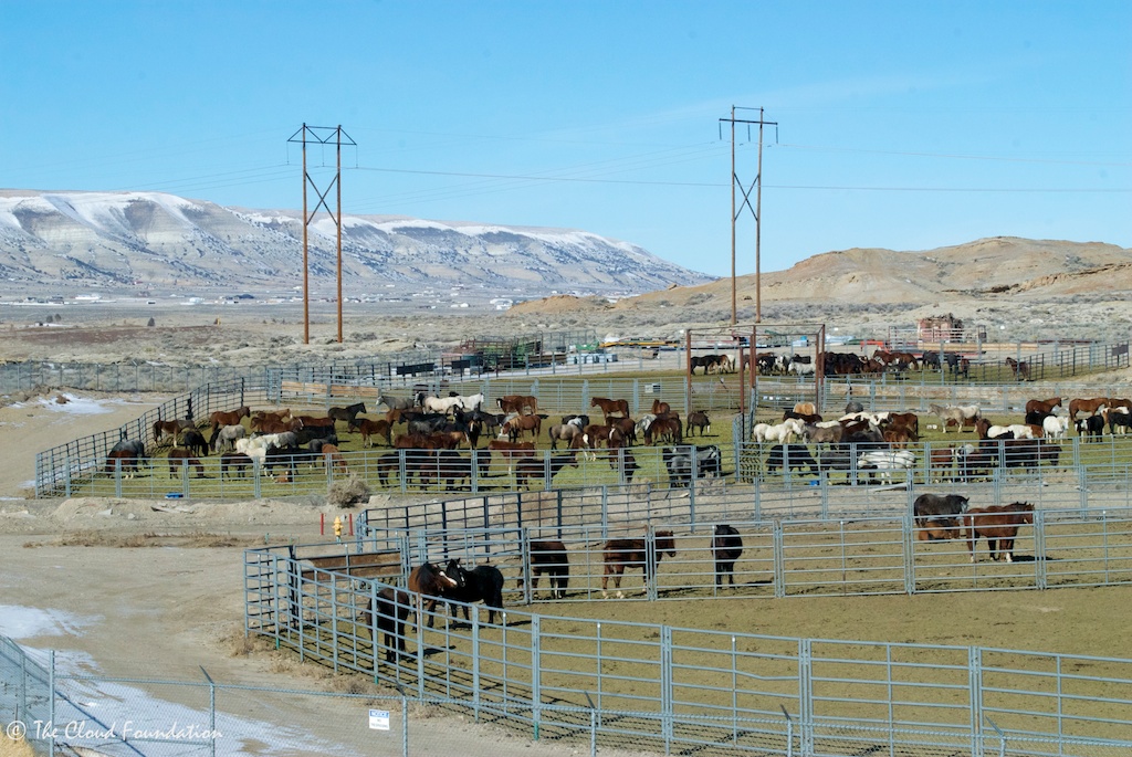 Exposed Rock Springs corrals. Salt Wells mares and foals in crowded middle pen.