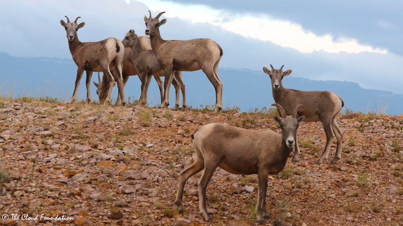 Bighorn sheep ewes with lambs