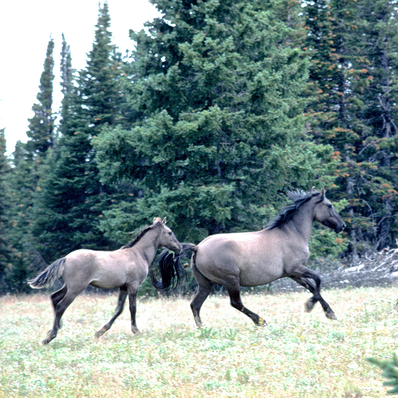 Grumpy and her foal atop the mountain, 1994