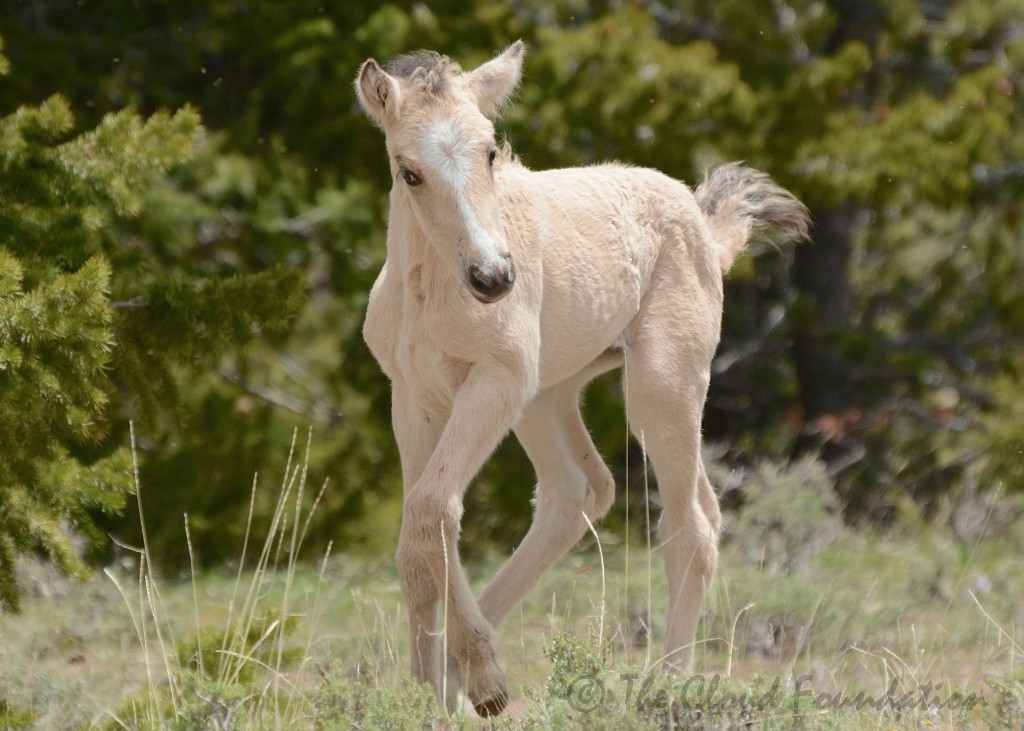 Pride at 1 week old, May 2015