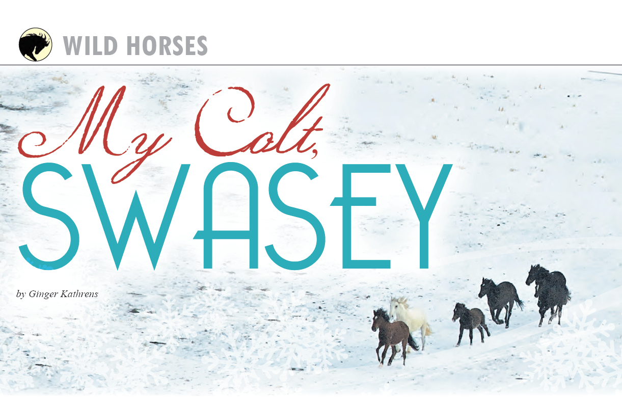 Natural Horse Magazine: My Colt Swasey