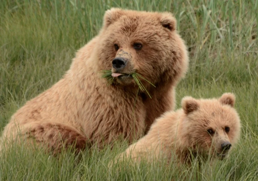 Death Sentence for Alaska's Bear Cubs and Wolf Pups. Are Wild Horses in Holding Next?