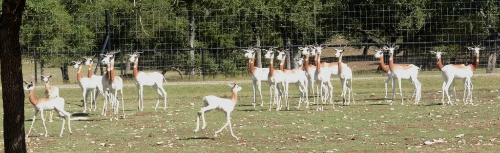 Delicate Dama Gazelles