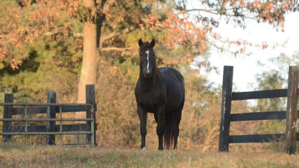 Absarokee, Cloud's grandson welcomes us to Virginia