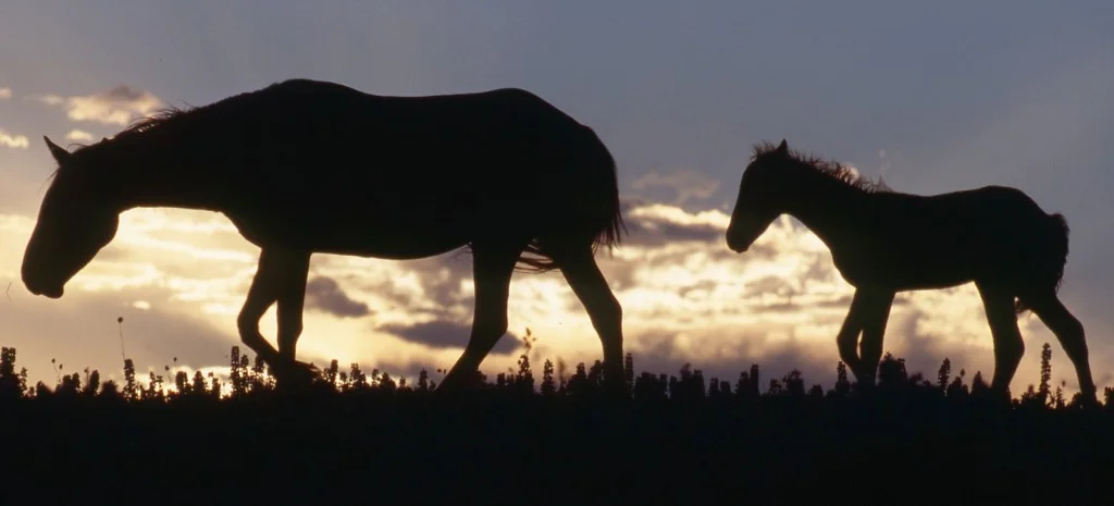 No Land. No Horses.