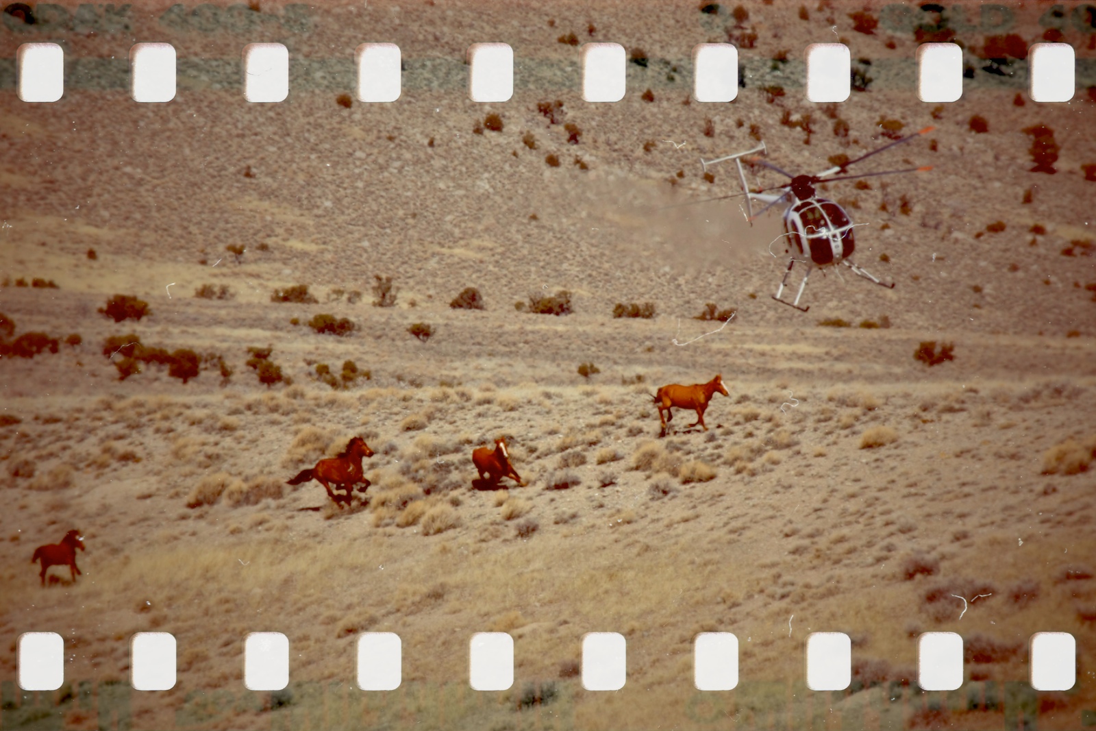 BLM Antelope attack in 2011. Photo by Terry Fitch of Wild Horse Freedom Federation