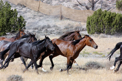Taking the Wild out of the Wild Horse