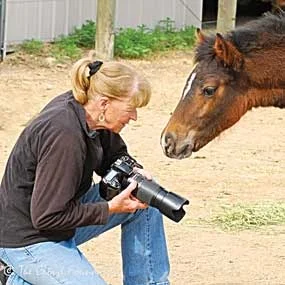 Happy Ending for Foals from 2014 Helicopter Roundup