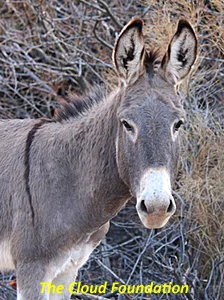 Burrowing to the Truth in Arizona