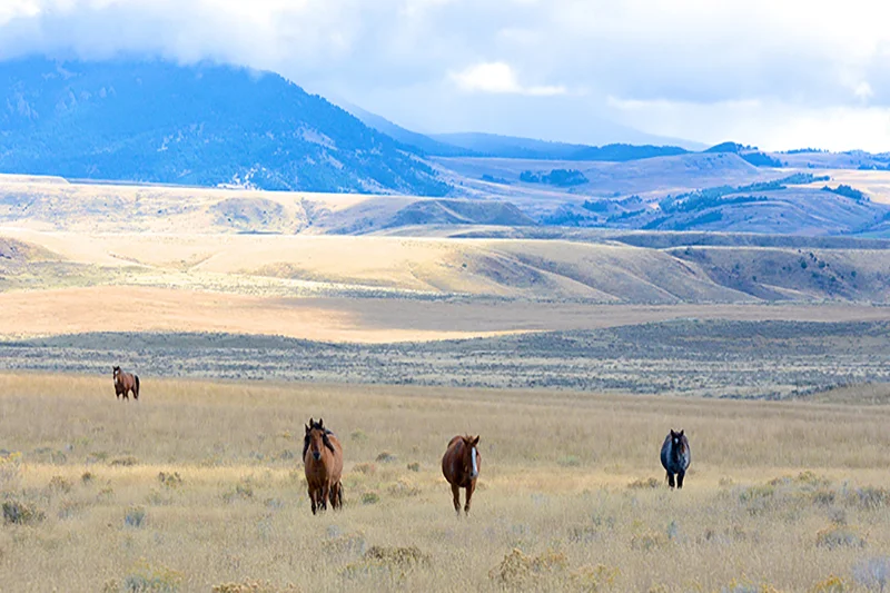 Why is the BLM Killing Wild Horses?