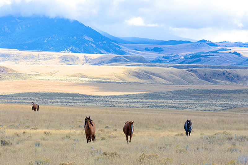 Will Public Lands Ranchers Pay More for Grazing?