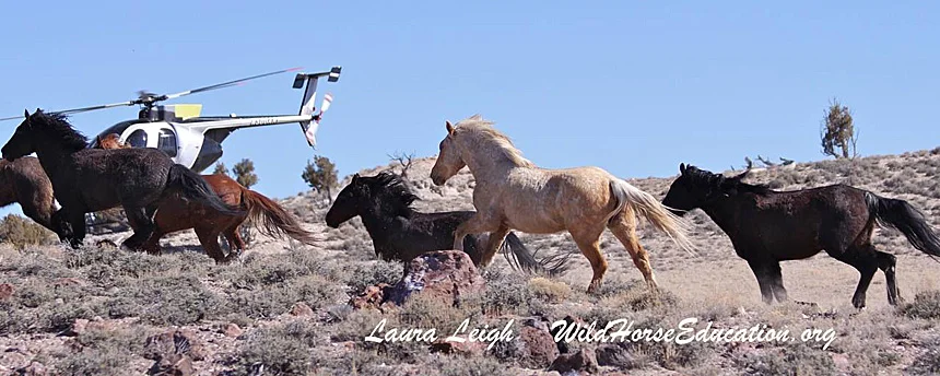 Nevada Wild Horse Organization Pushes Back