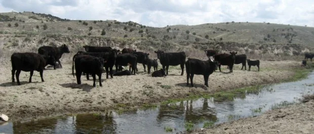 Livestock Data Fills Gap in Ongoing Wild Horse Debate