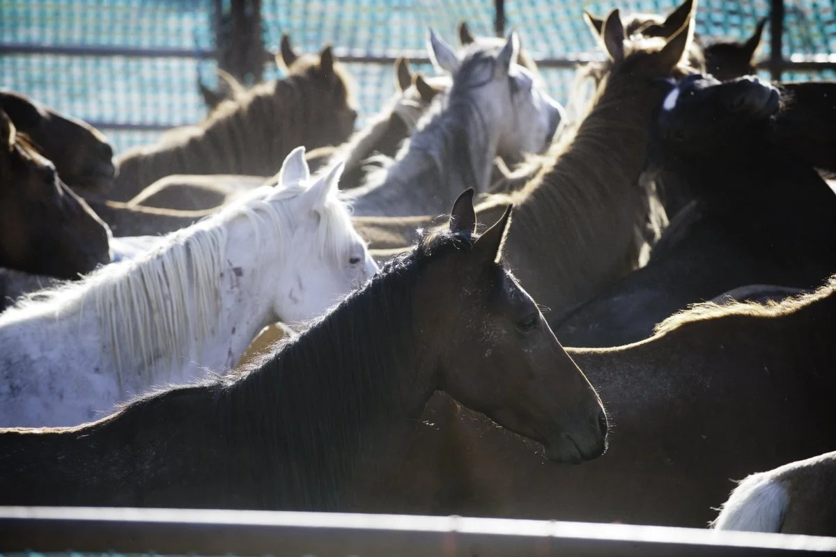 Wild Horses in Oregon Threatened by Livestock Industry