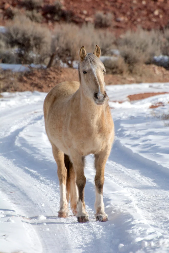 Mariah, Winter 2016