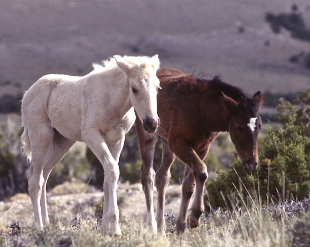 Mariah and her sister, Mohave, Spring 1998