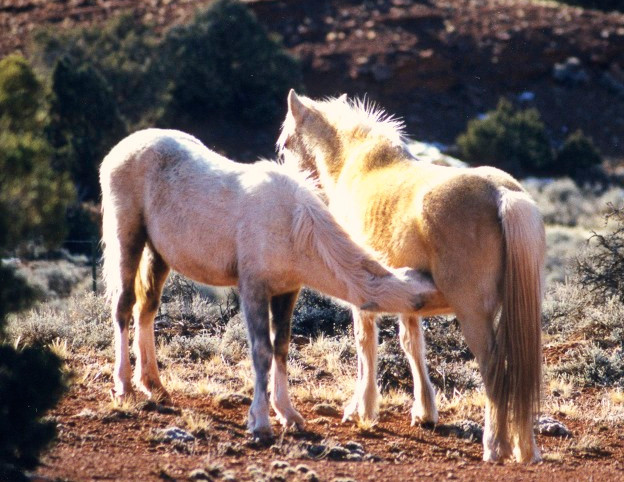 Phoenix and Mariah, Winter 1998-1999