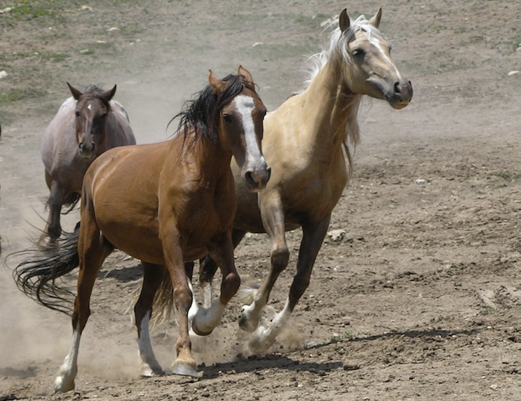 Mariah, Quelle Couleur, War Bonnet racing to the spring-fed waterhole, 2005
