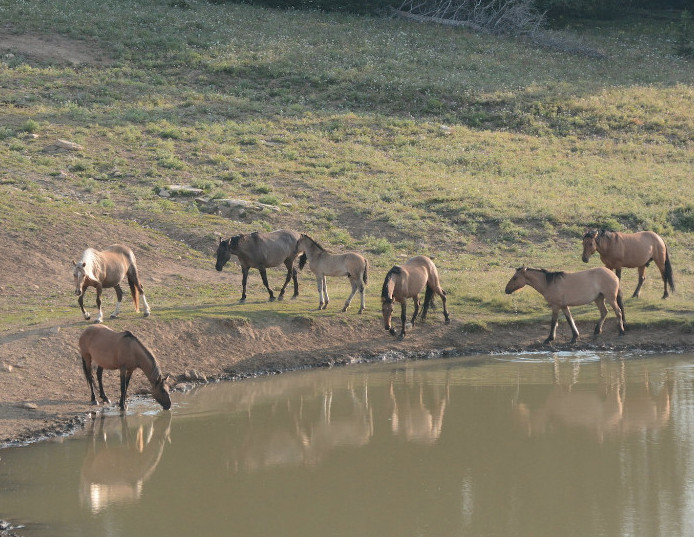 Mariah on the left, Moenkopi center going to water, far right Casper, Summer 2015