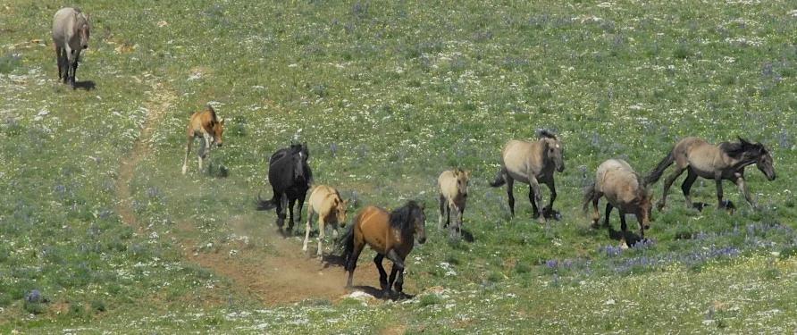 Galena with her foal Moenkopi race to waterhole in Jackson's Band, June 2012