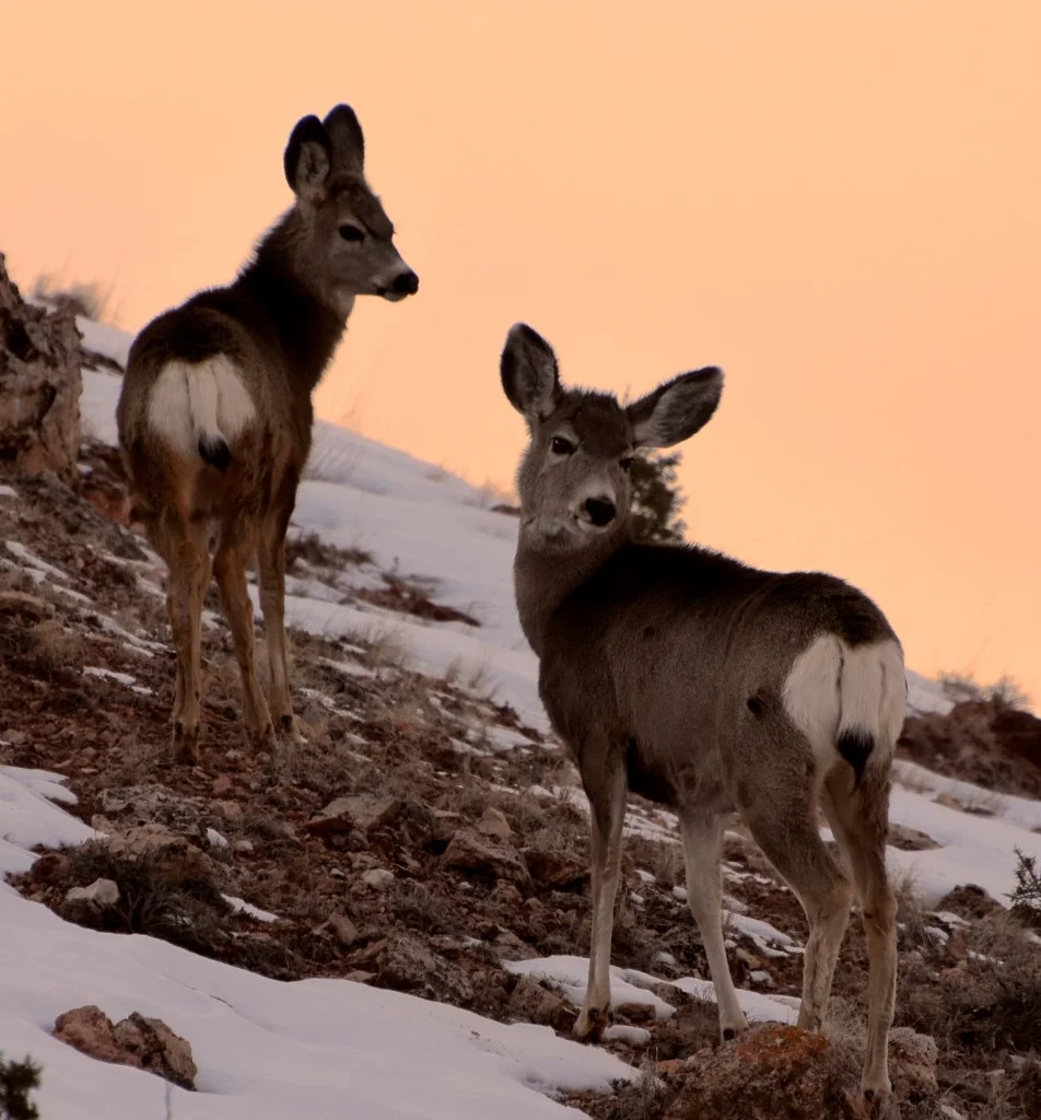 Mule Deer at sunset in the Dryhead near the lake