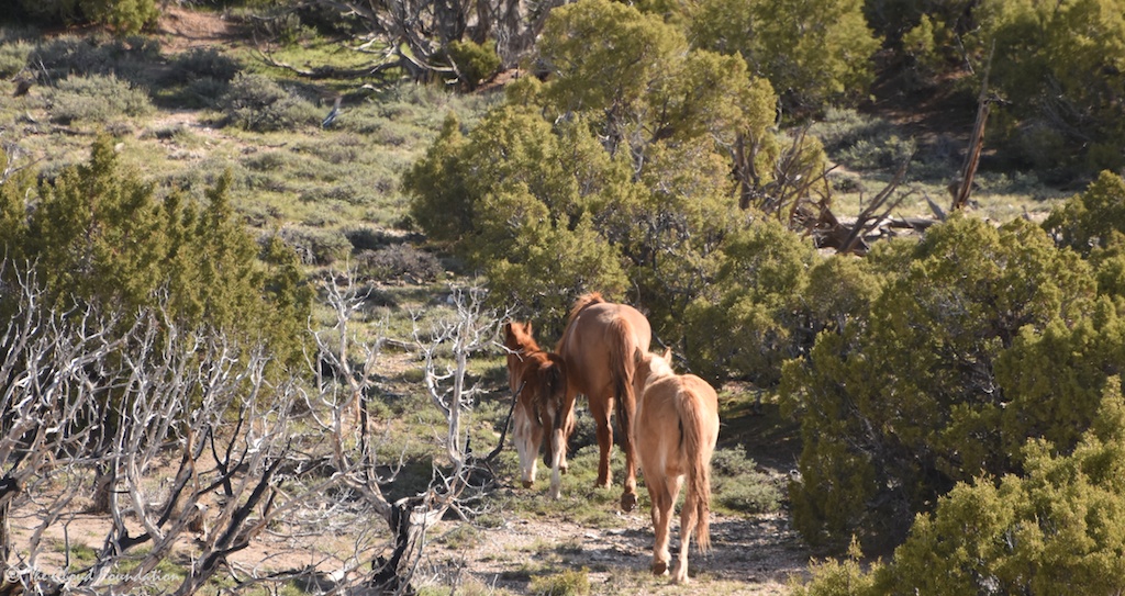 Nova, the foal, and Prima